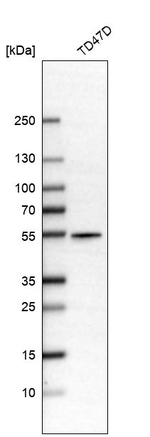 ALDH9A1 Antibody in Western Blot (WB)