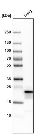 SFTPC Antibody in Western Blot (WB)