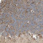 NRG4 Antibody in Immunohistochemistry (IHC)