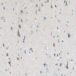C2orf33 Antibody in Immunohistochemistry (Paraffin) (IHC (P))