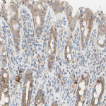 C2orf33 Antibody in Immunohistochemistry (Paraffin) (IHC (P))