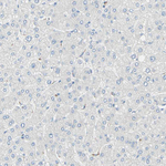 C2orf33 Antibody in Immunohistochemistry (Paraffin) (IHC (P))