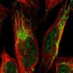 CCDC51 Polyclonal Antibody