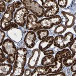 CCDC51 Antibody in Immunohistochemistry (Paraffin) (IHC (P))