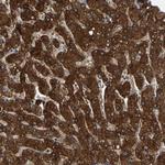 CCDC51 Antibody in Immunohistochemistry (Paraffin) (IHC (P))