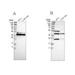 CCDC51 Antibody in Western Blot (WB)