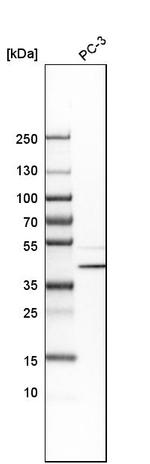 CCDC51 Antibody in Western Blot (WB)