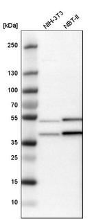 CCDC51 Antibody in Western Blot (WB)