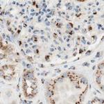 GOLGB1 Antibody in Immunohistochemistry (IHC)