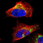 LETM1 Antibody in Immunocytochemistry (ICC/IF)
