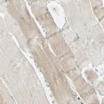 ARMC10 Antibody in Immunohistochemistry (IHC)