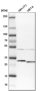 ARMC10 Antibody in Western Blot (WB)