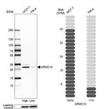 ARMC10 Antibody in Western Blot (WB)