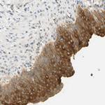 TMEM24 Antibody in Immunohistochemistry (Paraffin) (IHC (P))