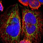 ARMC10 Antibody in Immunocytochemistry (ICC/IF)