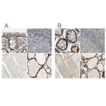 ARMC10 Antibody in Immunohistochemistry (IHC)