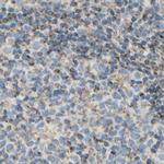 ARMC10 Antibody in Immunohistochemistry (IHC)