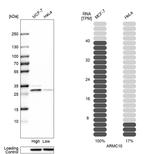 ARMC10 Antibody in Western Blot (WB)