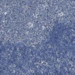 LRRN1 Antibody in Immunohistochemistry (Paraffin) (IHC (P))