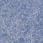 LRRN1 Antibody in Immunohistochemistry (IHC)