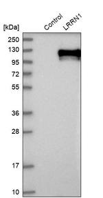 LRRN1 Antibody in Western Blot (WB)