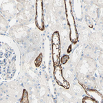 TMIGD2 Antibody in Immunohistochemistry (Paraffin) (IHC (P))