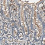 SEMA4C Antibody in Immunohistochemistry (IHC)