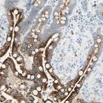 LETM1 Polyclonal Antibody