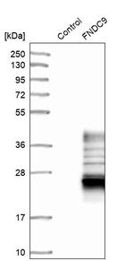 FNDC9 Antibody in Western Blot (WB)
