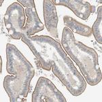 NDST4 Antibody in Immunohistochemistry (Paraffin) (IHC (P))