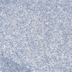 NDST4 Antibody in Immunohistochemistry (Paraffin) (IHC (P))