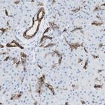 NDST4 Antibody in Immunohistochemistry (Paraffin) (IHC (P))