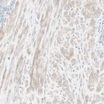 NDST4 Antibody in Immunohistochemistry (Paraffin) (IHC (P))