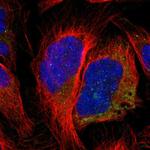 CCDC90B Polyclonal Antibody