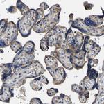 CCDC90B Antibody in Immunohistochemistry (Paraffin) (IHC (P))