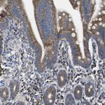 CCDC90B Antibody in Immunohistochemistry (Paraffin) (IHC (P))