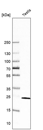CCDC90B Antibody in Western Blot (WB)