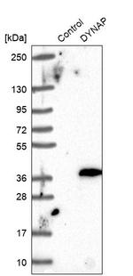 DYNAP Antibody in Western Blot (WB)
