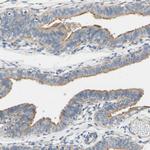 FAM134A Antibody in Immunohistochemistry (Paraffin) (IHC (P))