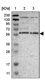 EFCAB14 Antibody in Western Blot (WB)
