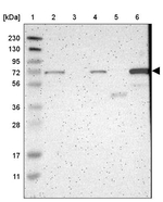 HSPA12A Antibody in Western Blot (WB)