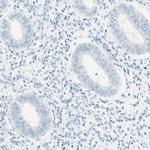 FMR1NB Antibody in Immunohistochemistry (IHC)