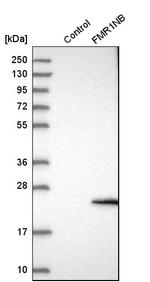 FMR1NB Antibody in Western Blot (WB)
