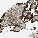 C1GALT1 Polyclonal Antibody