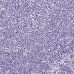 TMEM246 Antibody in Immunohistochemistry (Paraffin) (IHC (P))