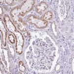 TMEM246 Antibody in Immunohistochemistry (IHC)