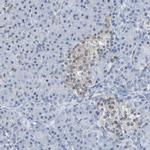 PCGF1 Antibody in Immunohistochemistry (IHC)
