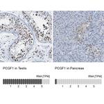 PCGF1 Antibody