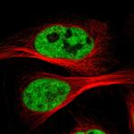 Cdc5L Polyclonal Antibody