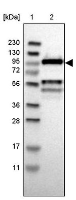 Cdc5L Antibody in Western Blot (WB)